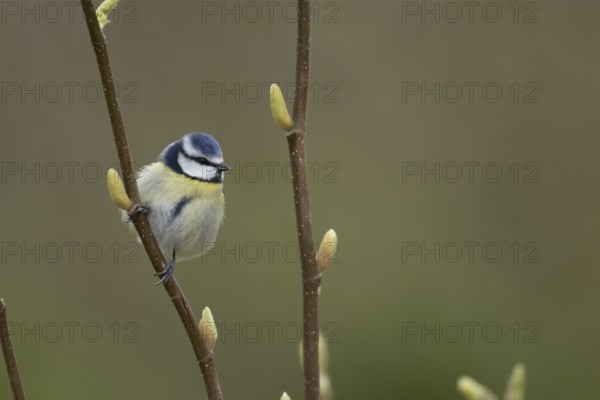 Blue tit (Cyanistes Caeruleus) adult garden bird on a Magnolia tree branch in spring, England, United Kingdom