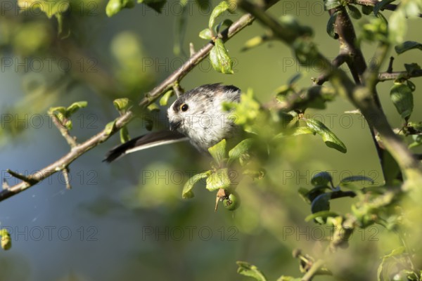 Long tailed tit (Aegithalos caudatus) adult bird in a hedgerow in summer, England, United Kingdom