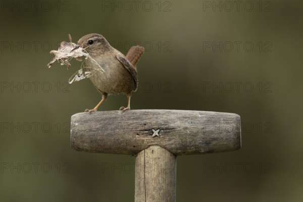 Eurasian wren (Troglodytes troglodytes) adult garden bird on a fork handle with nesting material in its beak in spring, England, United Kingdom