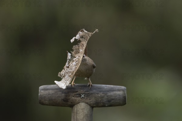 Eurasian wren (Troglodytes troglodytes) adult garden bird on a fork handle with nest material in its beak in spring, England, United Kingdom