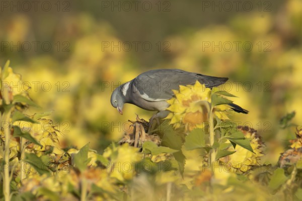 Wood pigeon (Columba palumbus) adult garden bird on sunflower plant seedheads in autumn, England, United Kingdom