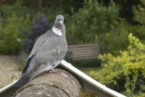 Wood pigeon (Columba palumbus) adult garden bird on a house roof, England, United Kingdom