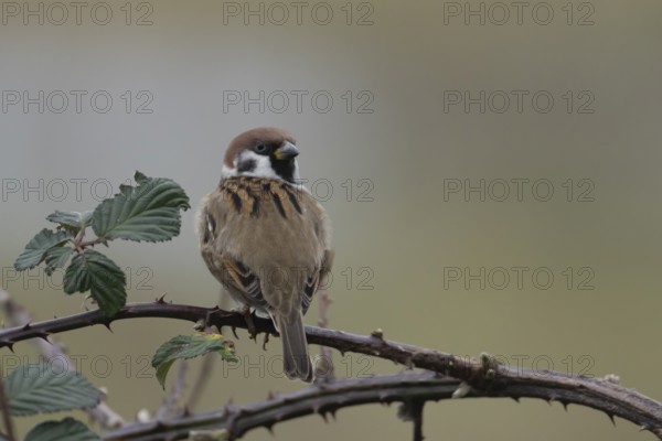 Tree sparrow (Passer montanus) adult bird on a bramble plant branch, England, United Kingdom