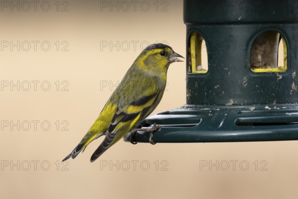 Siskin (Spinus spinus) adult bird feeding on a garden bird seed feeder, England, United Kingdom