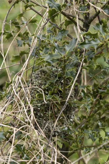 Long tailed tit (Aegithalos caudatus) birds nest in a holly tree in spring, England, United Kingdom
