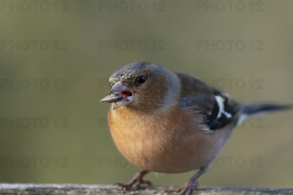 Eurasian chaffinch (Fringilla coelebs) adult male garden bird feeding on a seed in winter, England, United Kingdom