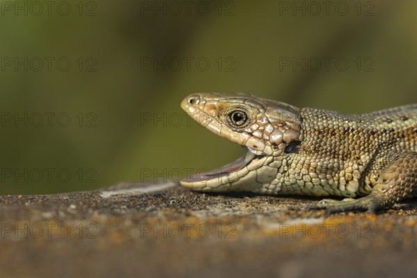 Common lizard (Zootoca vivipara) adult reptile yawning with its mouth open on a wooden sleeper in summer, England, United Kingdom