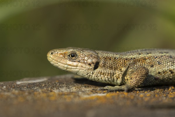 Common lizard (Zootoca vivipara) adult reptile on a wooden sleeper in summer, England, United Kingdom