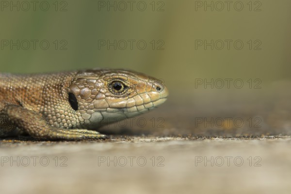 Common lizard (Zootoca vivipara) adult reptile resting on a wooden sleeper in summer, England, United Kingdom