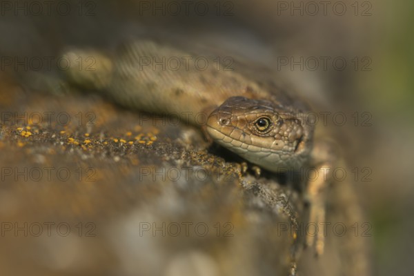 Common lizard (Zootoca vivipara) adult reptile basking on a wooden sleeper in summer, England, United Kingdom