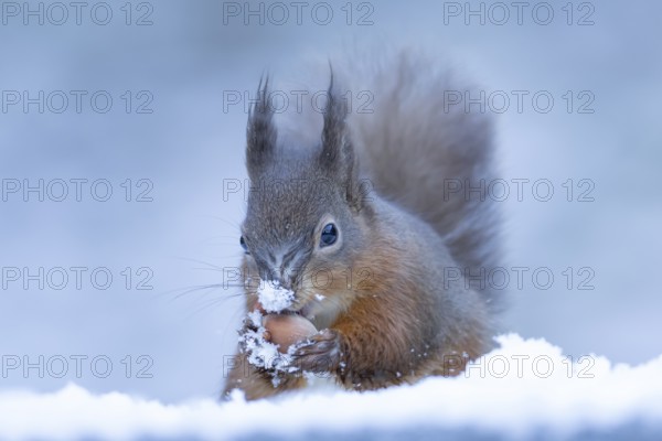Red squirrel (Sciurus vulgaris) adult animal collecting a hazel nut in snow in winter, England, United Kingdom