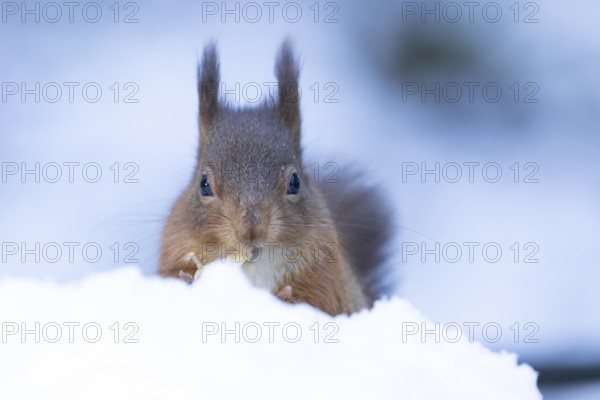 Red squirrel (Sciurus vulgaris) adult animal feeding on a nut in snow in winter, England, United Kingdom