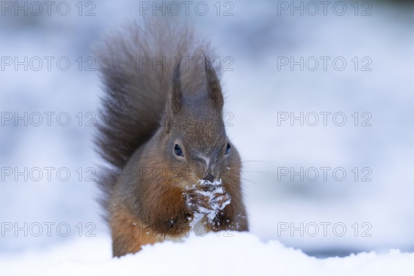 Red squirrel (Sciurus vulgaris) adult animal feeding on a hazel nut in snow in winter, England, United Kingdom