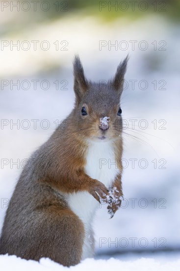 Red squirrel (Sciurus vulgaris) adult animal in a snow covered woodland in winter, England, United Kingdom