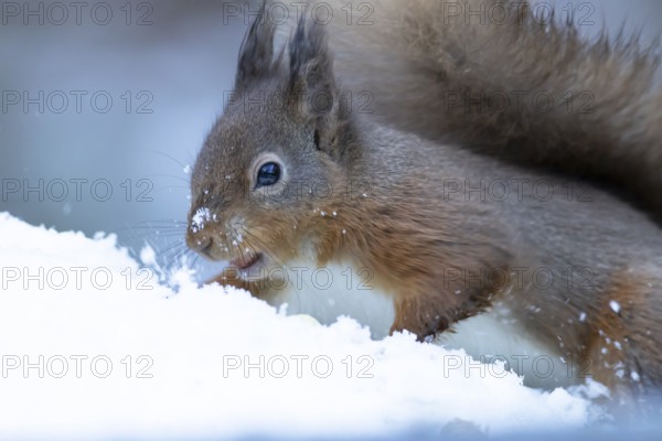 Red squirrel (Sciurus vulgaris) adult animal searching for food in a snow covered woodland in winter, England, United Kingdom