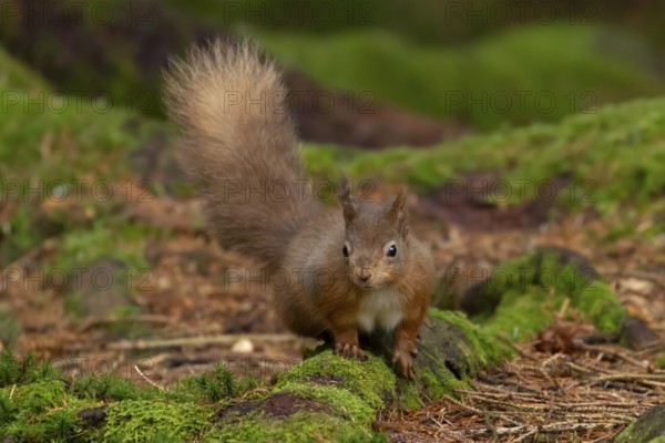 Red squirrel (Sciurus vulgaris) adult animal on a moss covered tree stump in a woodland in winter, England, United Kingdom