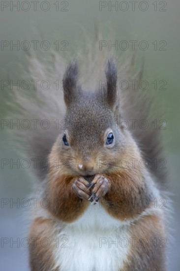 Red squirrel (Sciurus vulgaris) adult animal eating a nut in a woodland in winter, England, United Kingdom