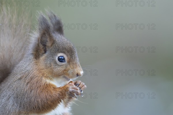 Red squirrel (Sciurus vulgaris) adult animal eating a nut in a woodland in winter, England, United Kingdom