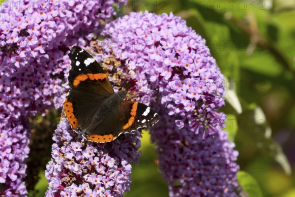 Red admiral butterfly (Vanessa atalanta) adult insect feeding on a garden purple Buddleja or Buddleia plant flowers in summer, England, United Kingdom