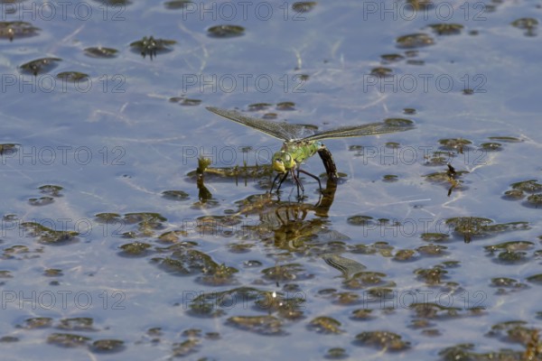 Emperor dragonfly (Anax imperator) adult female insect egg laying or ovipositing on the water surface of a pond in summer, England, United Kingdom