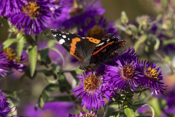 Red admiral butterfly (Vanessa atalanta) adult insect feeding on a garden purple Aster flower in summer, England, United Kingdom