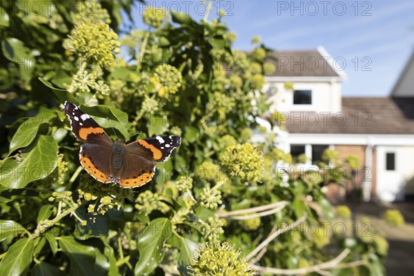 Red admiral butterfly (Vanessa atalanta) adult insect feeding on garden Ivy (Hedera helix) flowers with an urban house in the background in summer, England, United Kingdom