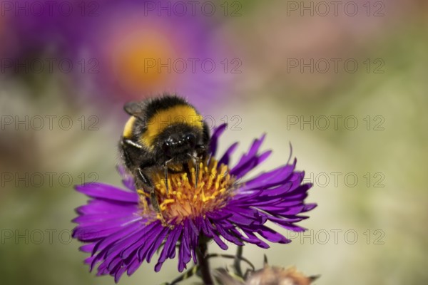 Garden bumblebee (Bombus hortorum) adult bee insect feeding on purple garden Aster plant flowers in summer, England, United Kingdom