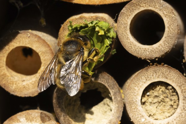 Leaf cutter bee (Megachile centuncularis) adult insect returning to a bee hotel box with leaves in summer, England, United Kingdom