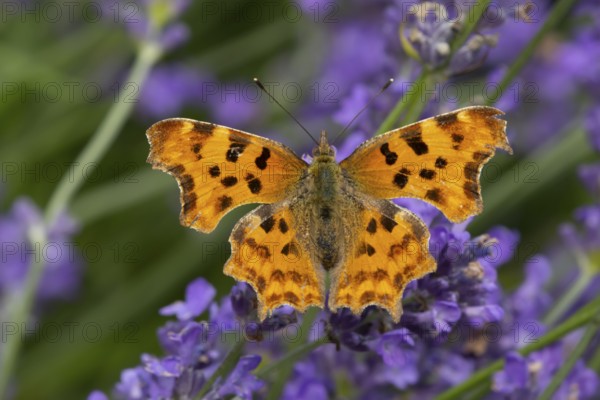 Comma butterfly (Polygonia c-album) adult insect feeding on garden blue Lavender plant flowers in summer, England, United Kingdom
