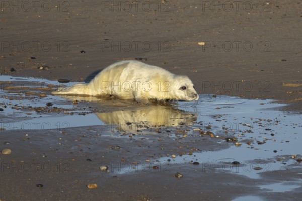 Atlantic grey seal (Halichoerus grypus) juvenile baby pup animal on a seaside beach in winter, England, United Kingdom