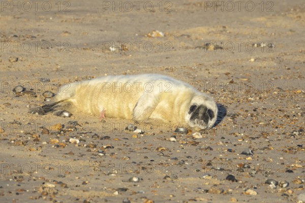 Atlantic grey seal (Halichoerus grypus) juvenile baby pup animal laying on a seaside beach in winter, England, United Kingdom