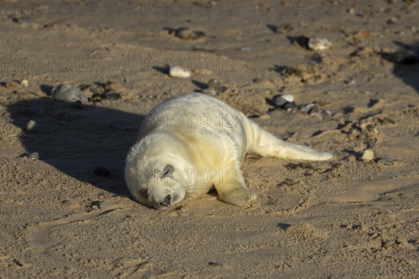 Atlantic grey seal (Halichoerus grypus) juvenile baby pup animal sleeping on a seaside beach in winter, England, United Kingdom