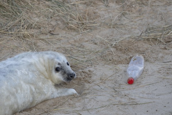 Atlantic grey seal (Halichoerus grypus) juvenile baby pup animal resting on a sand dune on a beach next to a disguarded litter of a plastic drinks bottle in winter, England, United Kingdom