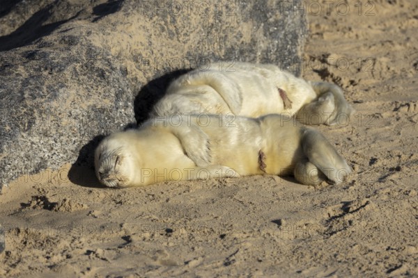 Atlantic grey seal (Halichoerus grypus) two juvenile baby pup animals sleeping on a beach in winter, England, United Kingdom