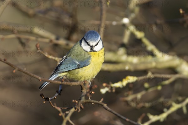 Blue tit (Cyanistes Caeruleus) adult bird on a tree branch in winter, England, United Kingdom