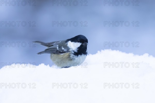 Coal tit (Periparus ater) adult bird in a snow covered garden in winter, England, United Kingdom