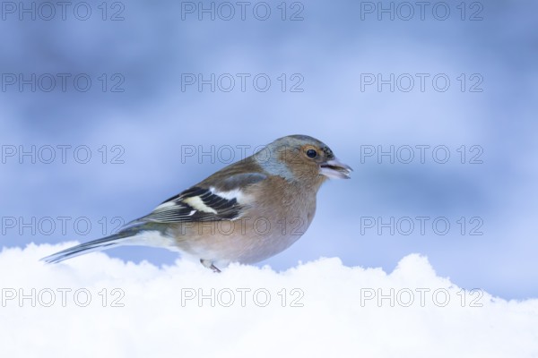 Eurasian chaffinch (Fringilla coelebs) adult male bird in a snow covered garden in winter, England, United Kingdom