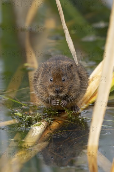 Water vole (Arvicola amphibius) adult animal feeding on pond weed in summer, England, United Kingdom