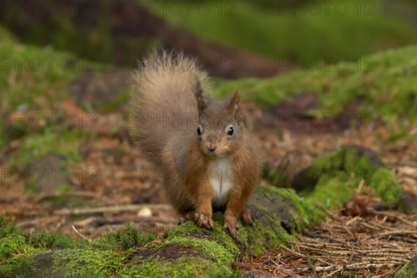 Red squirrel (Sciurus vulgaris) adult animal on moss covered tree stump in a woodland, England, United Kingdom
