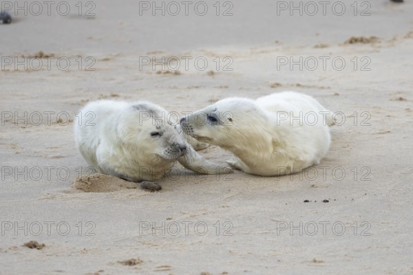 Atlantic grey seal (Halichoerus grypus) two juvenile baby pup animals on a beach, England, United Kingdom