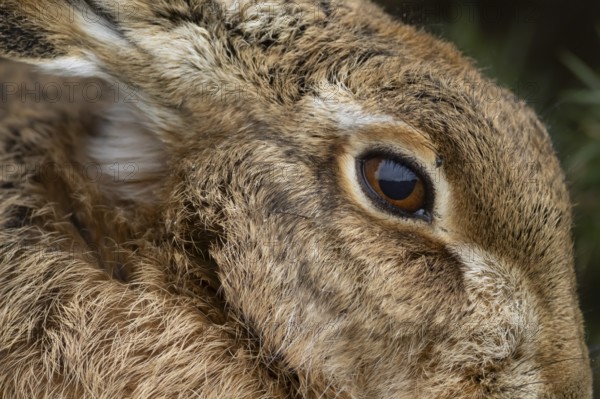 European brown hare (Lepus europaeus) adult animal head portrait close up of its eye, England, United Kingdom