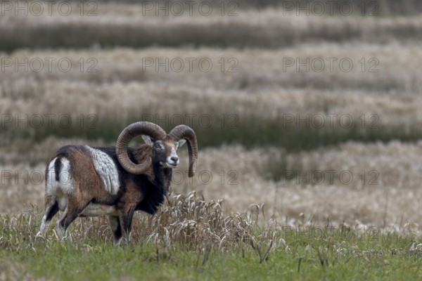 Mouflon ram (Ovis gmelini) on a moorland meadow, Germany