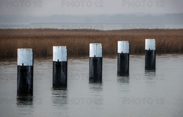 Lagoon area at the Meinigenbrücke near Zingst, Fischland-Darß-Zingst, Western Pomerania Lagoon Area National Park, Mecklenburg-Western Pomerania, Germany