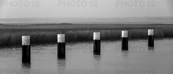 Lagoon landscape at the Meinigenbrücke near Zingst, black and white photo, panorama, Fischland-Darß-Zingst, Western Pomerania National Park, Mecklenburg-Western Pomerania, Germany