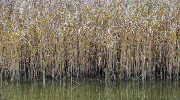 Reed (Phragmites australis) in the Bodden landscape at Meinigenbrücke near Zingst, Fischland-Darß-Zingst, Vorpommersche Boddenlandschaft National Park, Mecklenburg-Western Pomerania, Germany