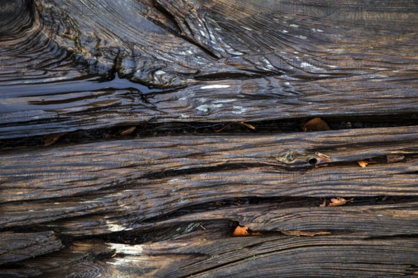 Old weathered railway threshold, detail photo, near Bresewitz station, near Zingst, Mecklenburg-Western Pomerania, Germany