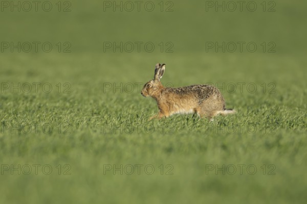 European brown hare (Lepus europaeus) adult animal running in a farmland cereal field in springtime, England, United Kingdom