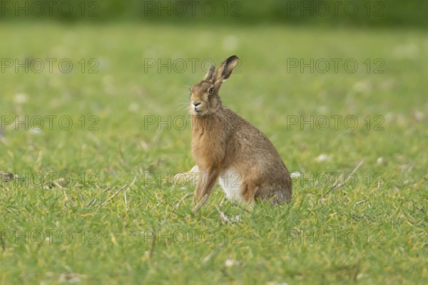 European brown hare (Lepus europaeus) adult animal in a farmland cereal field in springtime, England, United Kingdom