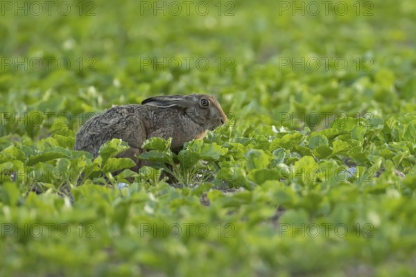European brown hare (Lepus europaeus) adult animal eating in a sugar beet crop farmland field in summer, England, United Kingdom