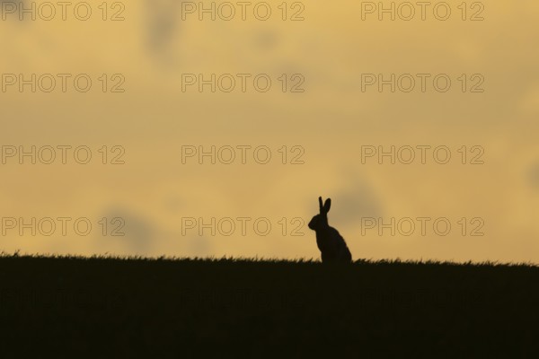 European brown hare (Lepus europaeus) silhouette of an adult animal on a ridge in a farmland cereal field at sunset in springtime, England, United Kingdom